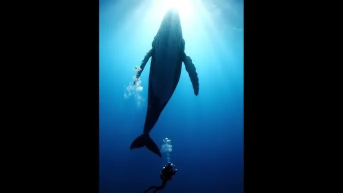 丈夫 电视剧 - 深蓝星球：探索海洋深处的未知世界